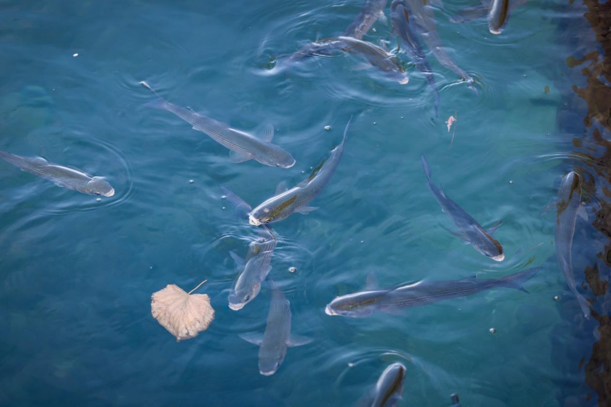 Zadar: Jutro u centru grada Zadar: Jutro u centru grada