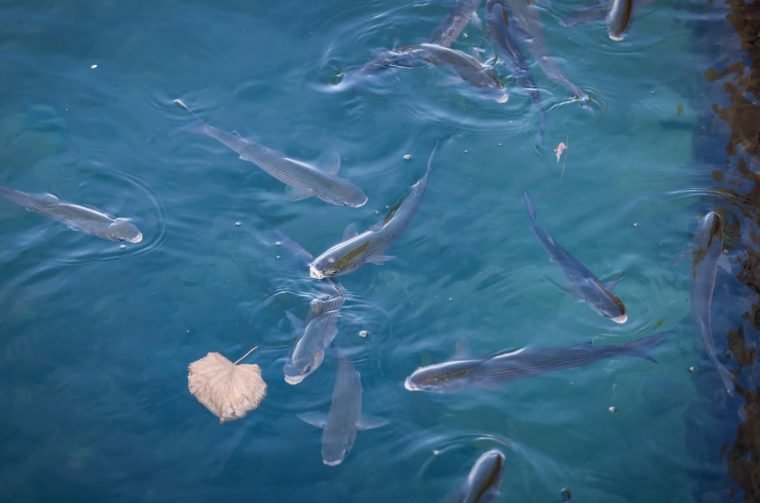 Zadar: Jutro u centru grada