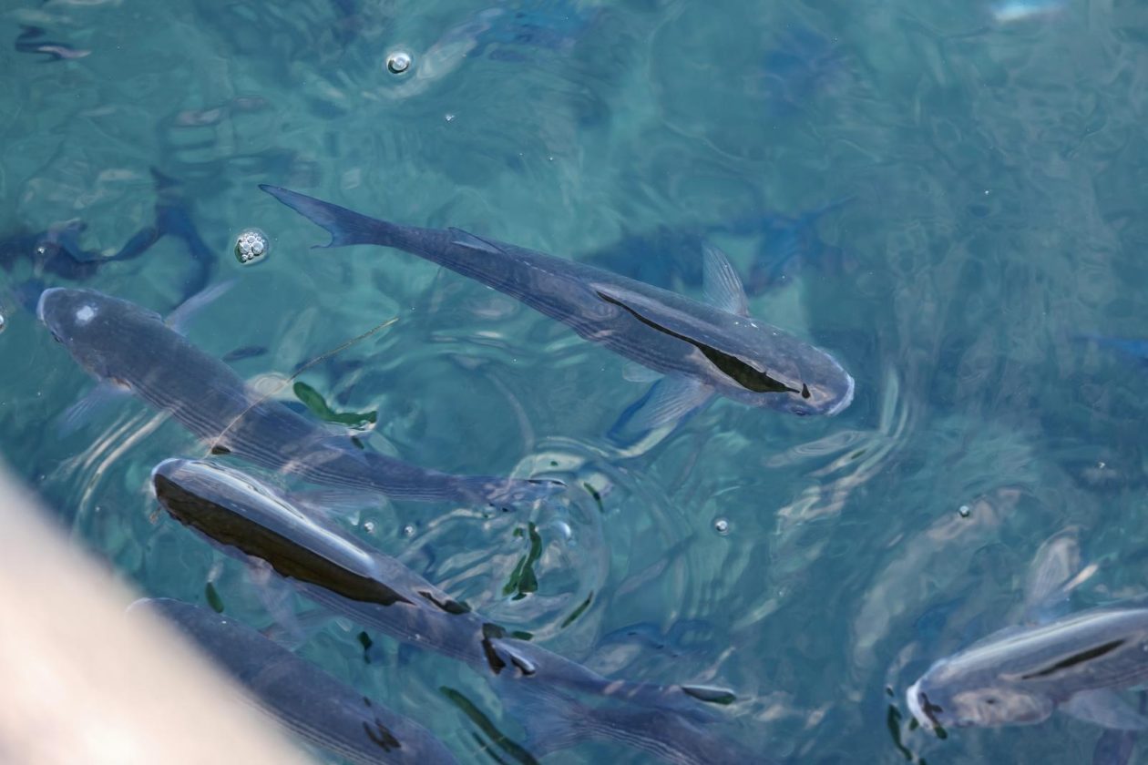 Zadar: Jutro u centru grada Zadar: Jutro u centru grada