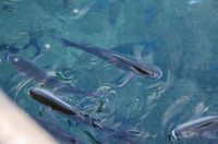 Zadar: Jutro u centru grada Zadar: Jutro u centru grada