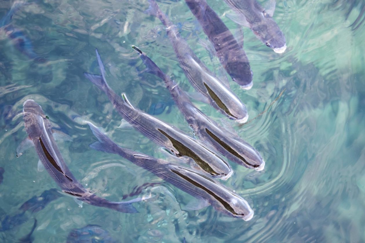 Zadar: Jutro u centru grada Zadar: Jutro u centru grada