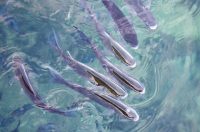 Zadar: Jutro u centru grada Zadar: Jutro u centru grada