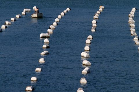 Zadar: Uzgajalite koljaka pored Starigrada