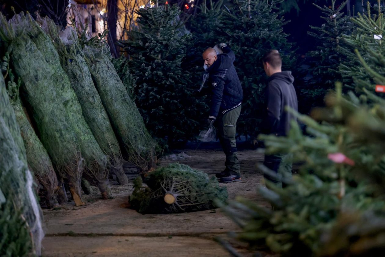 Bozicne jelke prodaju se na brojnim lokacijama