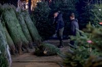 Bozicne jelke prodaju se na brojnim lokacijama