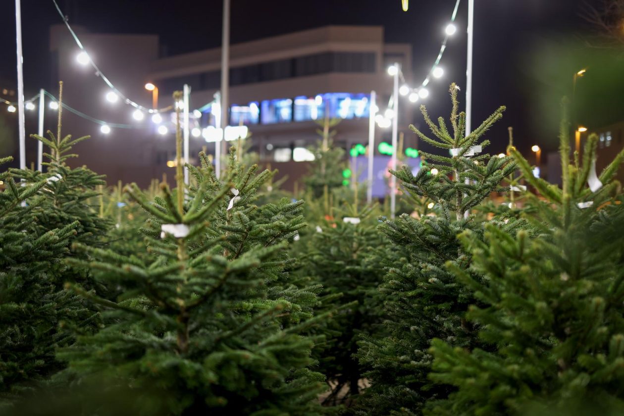 Bozicne jelke prodaju se na brojnim lokacijama