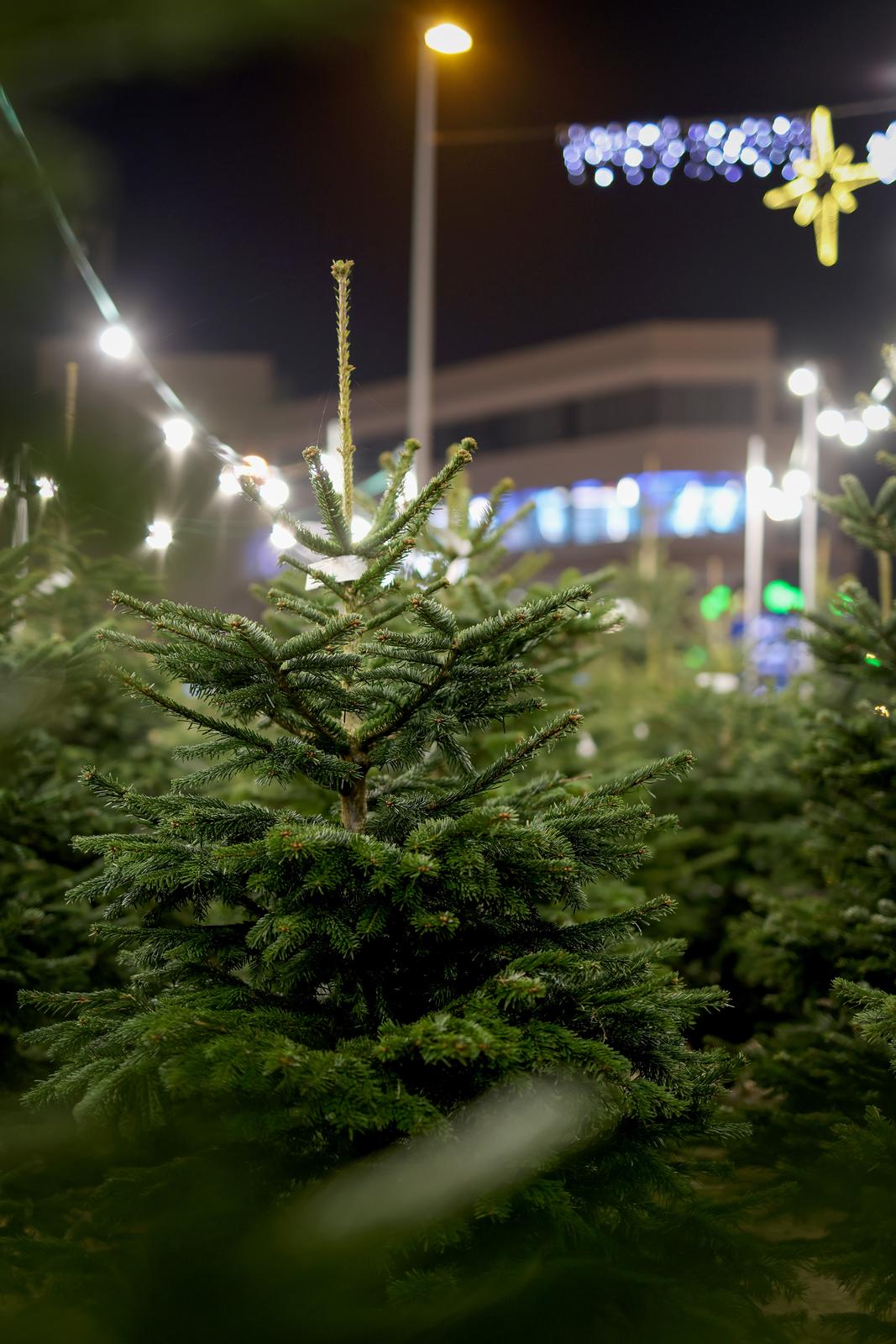 Bozicne jelke prodaju se na brojnim lokacijama