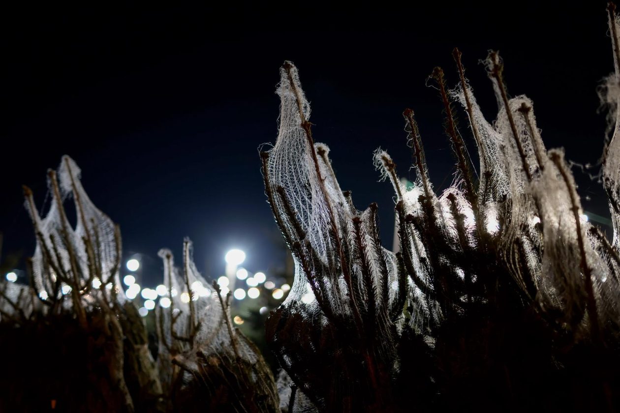 Bozicne jelke prodaju se na brojnim lokacijama