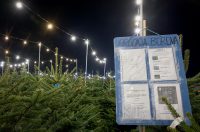 Bozicne jelke prodaju se na brojnim lokacijama