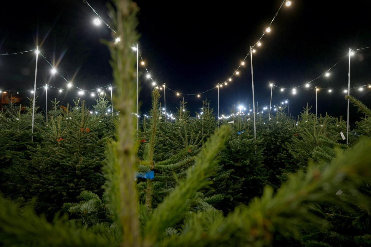 Bozicne jelke prodaju se na brojnim lokacijama