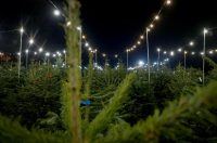 Bozicne jelke prodaju se na brojnim lokacijama