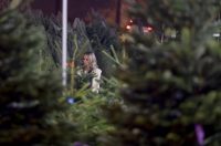 Bozicne jelke prodaju se na brojnim lokacijama