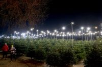 Bozicne jelke prodaju se na brojnim lokacijama