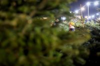 Bozicne jelke prodaju se na brojnim lokacijama