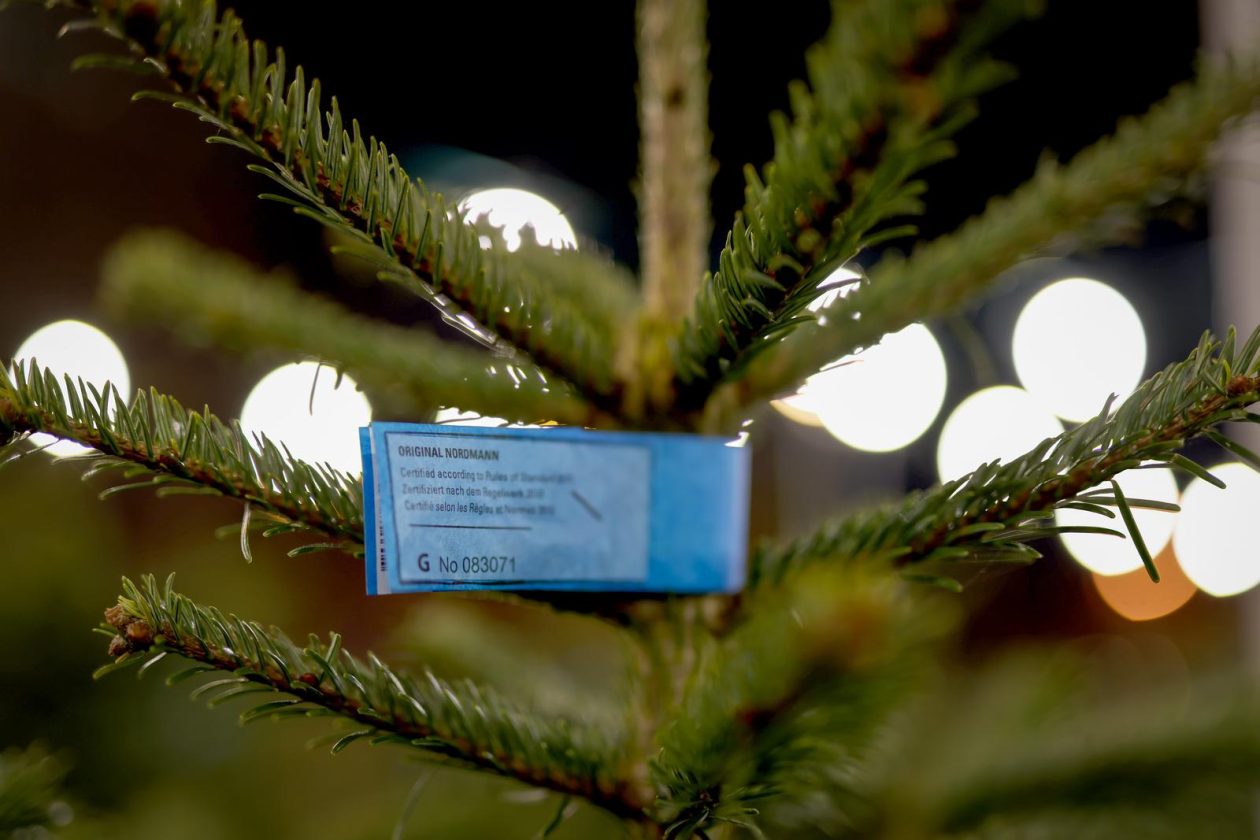 Bozicne jelke prodaju se na brojnim lokacijama