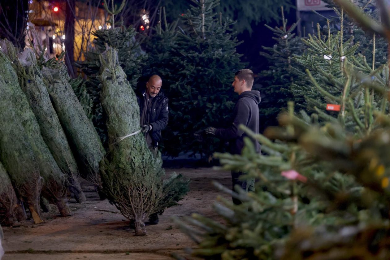 Bozicne jelke prodaju se na brojnim lokacijama