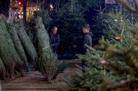 Bozicne jelke prodaju se na brojnim lokacijama