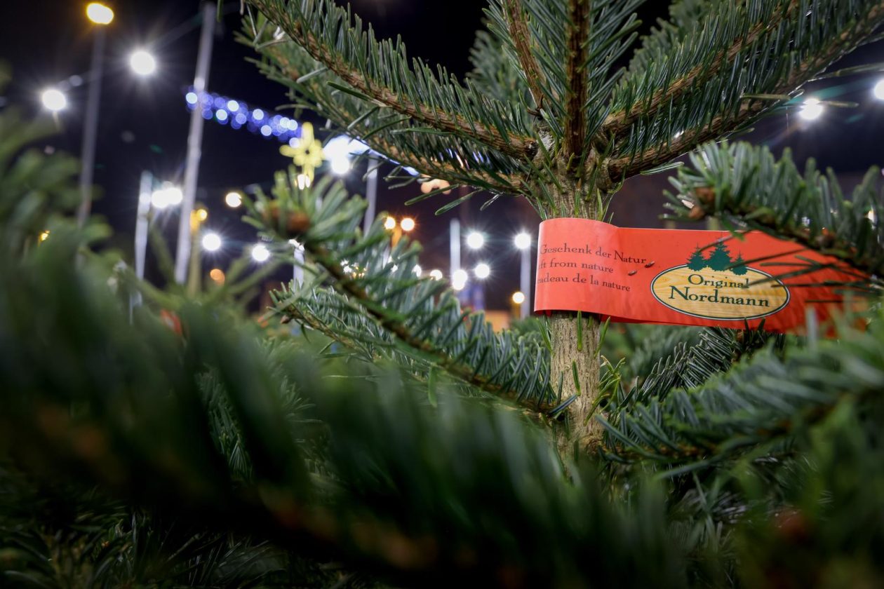 Bozicne jelke prodaju se na brojnim lokacijama