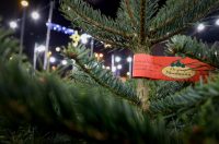 Bozicne jelke prodaju se na brojnim lokacijama