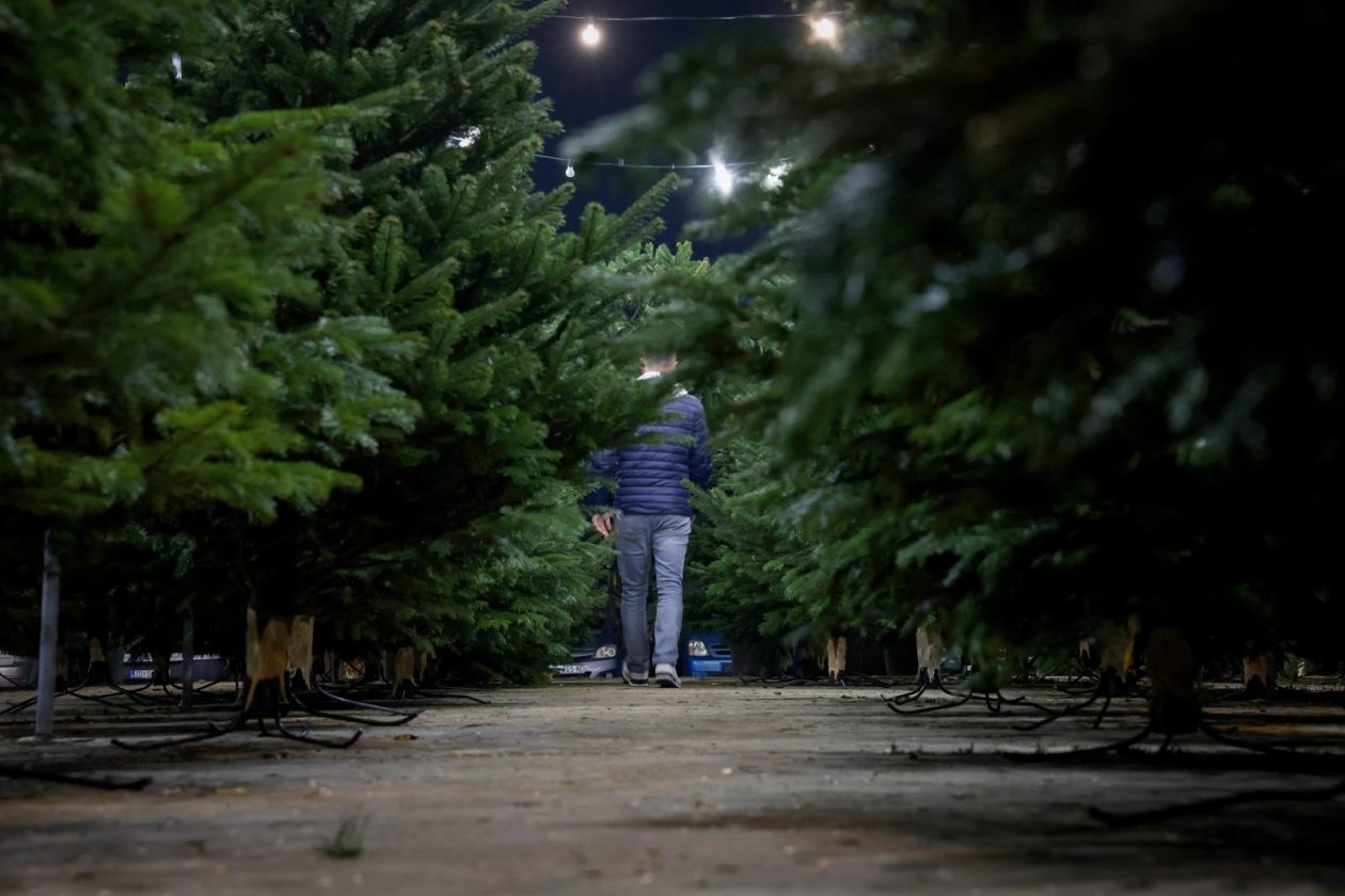 Bozicne jelke prodaju se na brojnim lokacijama