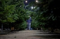 Bozicne jelke prodaju se na brojnim lokacijama