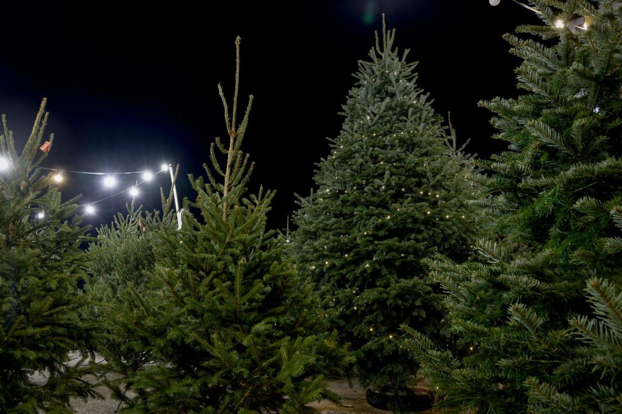 Bozicne jelke prodaju se na brojnim lokacijama