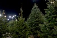 Bozicne jelke prodaju se na brojnim lokacijama
