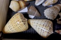 Zadar: Alen Petani ima kolekciju od preko 10 tisuća školjaka