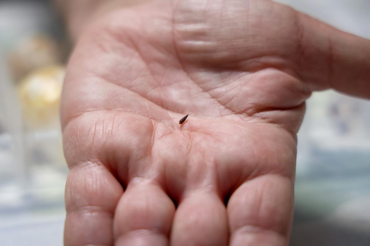 Zadar: Alen Petani ima kolekciju od preko 10 tisuća školjaka