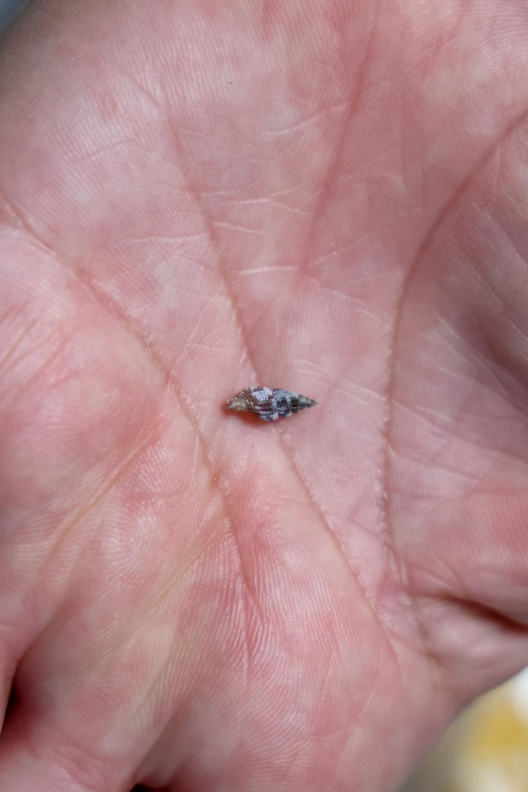 Zadar: Alen Petani ima kolekciju od preko 10 tisuća školjaka