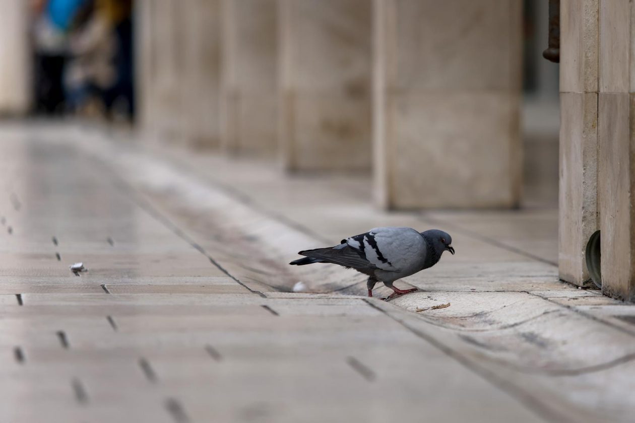 Nedjeljni dan u Zadru Nedjeljni dan u Zadru