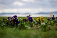 Nedjeljni dan u Zadru Nedjeljni dan u Zadru