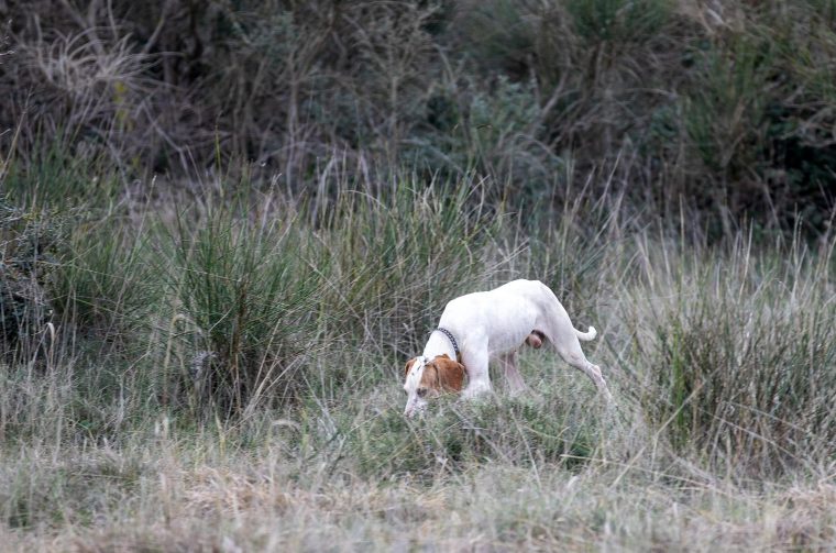 Lov na divlje svinje i čagljeve na području rta Kamenjak Lov na divlje svinje i čagljeve na području rta Kamenjak