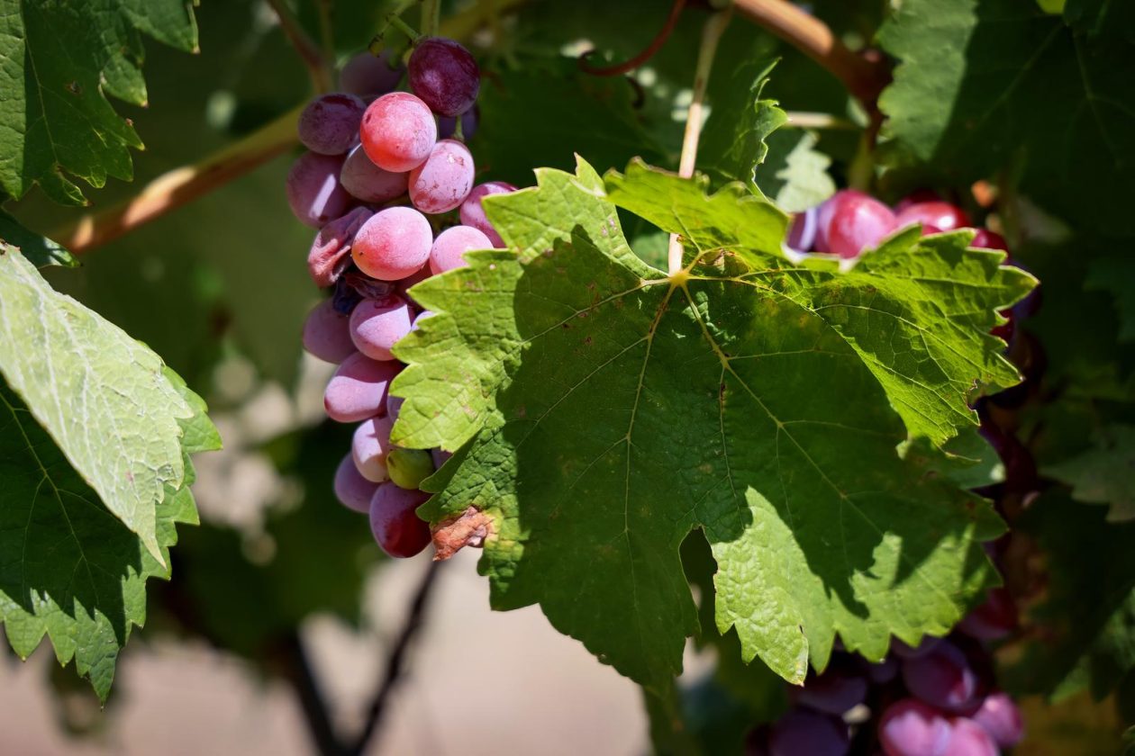Mlada nada Stipe Šunić iz Rodaljice nedaleko od Benkovca živi za svoj agroturizam “Srce Bukovice”