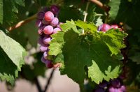 Mlada nada Stipe Šunić iz Rodaljice nedaleko od Benkovca živi za svoj agroturizam “Srce Bukovice”