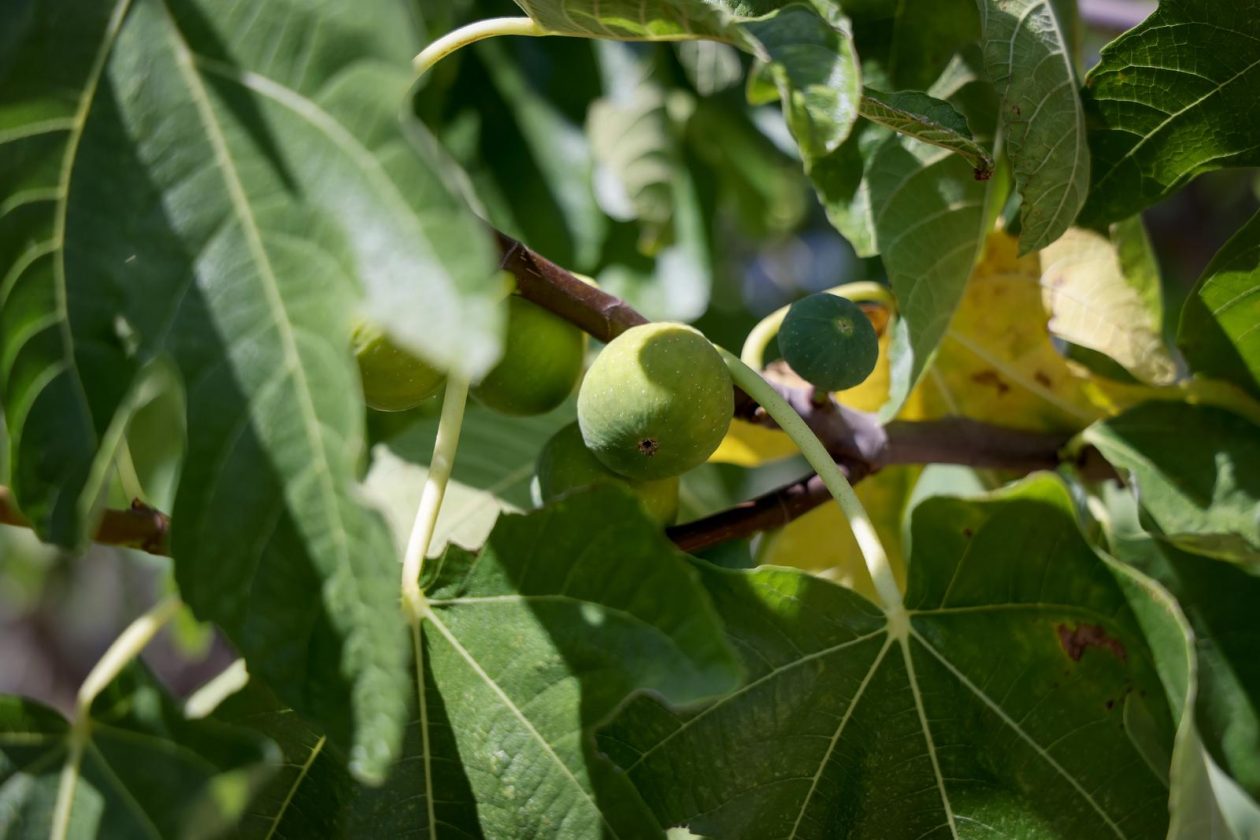 Mlada nada Stipe Šunić iz Rodaljice nedaleko od Benkovca živi za svoj agroturizam “Srce Bukovice”