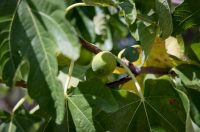 Mlada nada Stipe Šunić iz Rodaljice nedaleko od Benkovca živi za svoj agroturizam “Srce Bukovice”