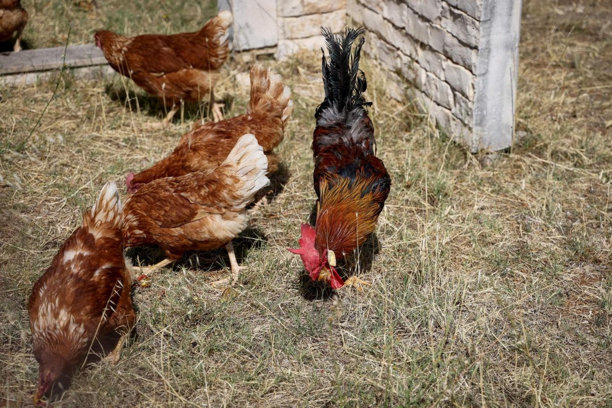 Mlada nada Stipe Šunić iz Rodaljice nedaleko od Benkovca živi za svoj agroturizam “Srce Bukovice”