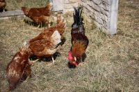 Mlada nada Stipe Šunić iz Rodaljice nedaleko od Benkovca živi za svoj agroturizam “Srce Bukovice”