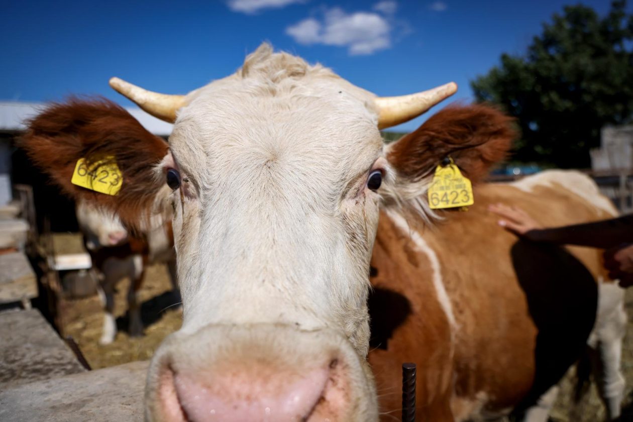 Mlada nada Stipe Šunić iz Rodaljice nedaleko od Benkovca živi za svoj agroturizam “Srce Bukovice”