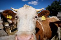 Mlada nada Stipe Šunić iz Rodaljice nedaleko od Benkovca živi za svoj agroturizam “Srce Bukovice”