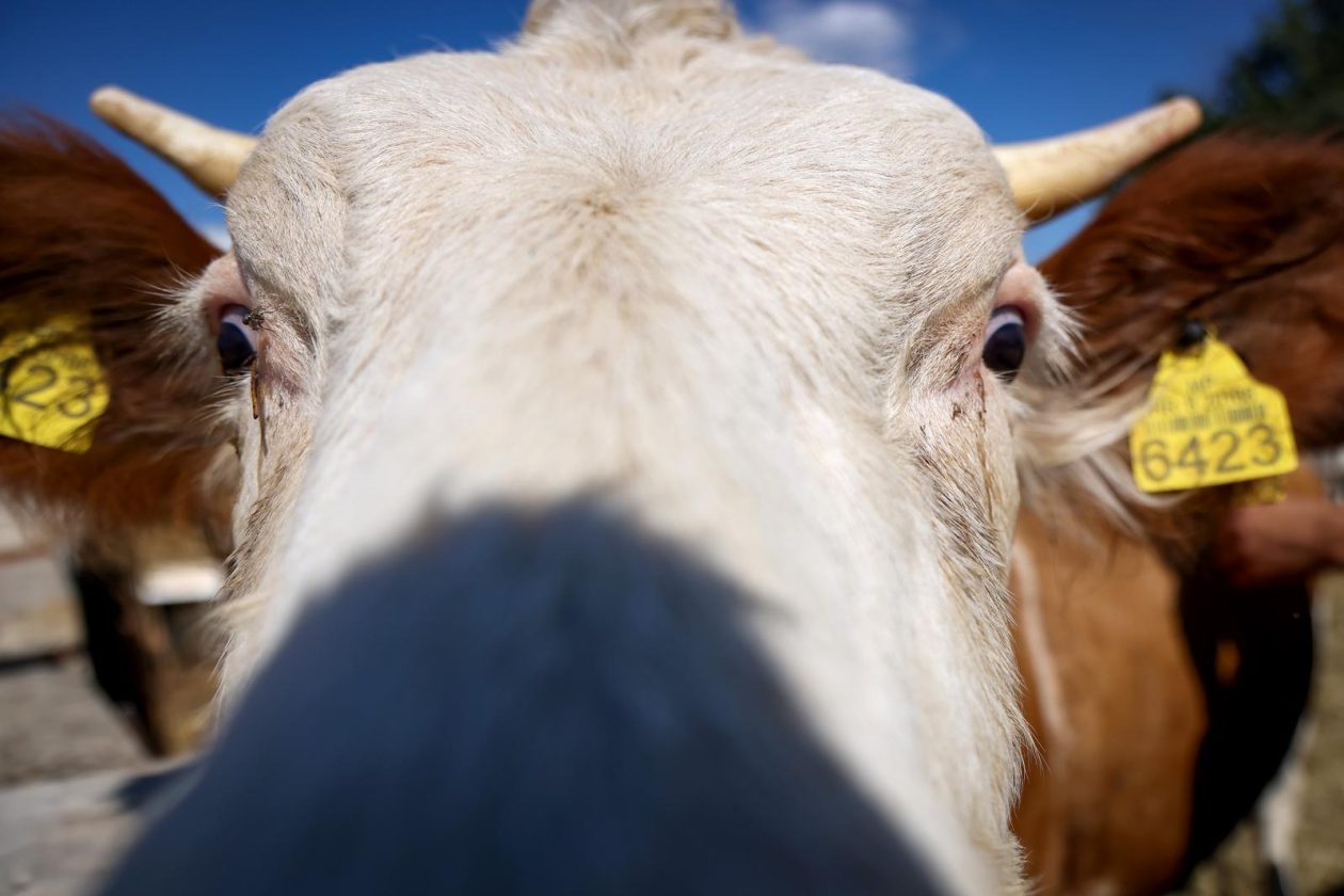 Mlada nada Stipe Šunić iz Rodaljice nedaleko od Benkovca živi za svoj agroturizam “Srce Bukovice”