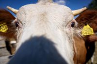 Mlada nada Stipe Šunić iz Rodaljice nedaleko od Benkovca živi za svoj agroturizam “Srce Bukovice”