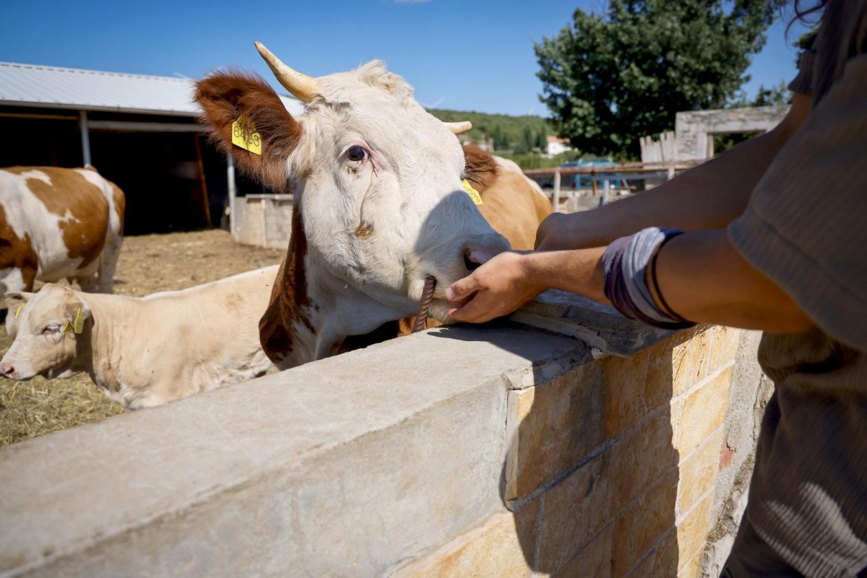 Mlada nada Stipe Šunić iz Rodaljice nedaleko od Benkovca živi za svoj agroturizam “Srce Bukovice”