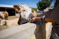 Mlada nada Stipe Šunić iz Rodaljice nedaleko od Benkovca živi za svoj agroturizam “Srce Bukovice”