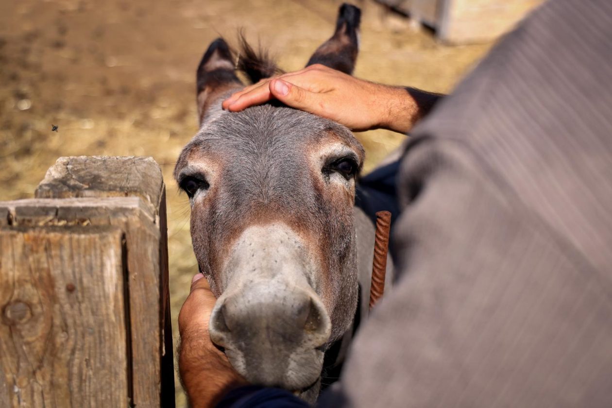 Mlada nada Stipe Šunić iz Rodaljice nedaleko od Benkovca živi za svoj agroturizam “Srce Bukovice”