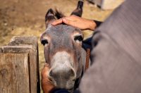 Mlada nada Stipe Šunić iz Rodaljice nedaleko od Benkovca živi za svoj agroturizam “Srce Bukovice”