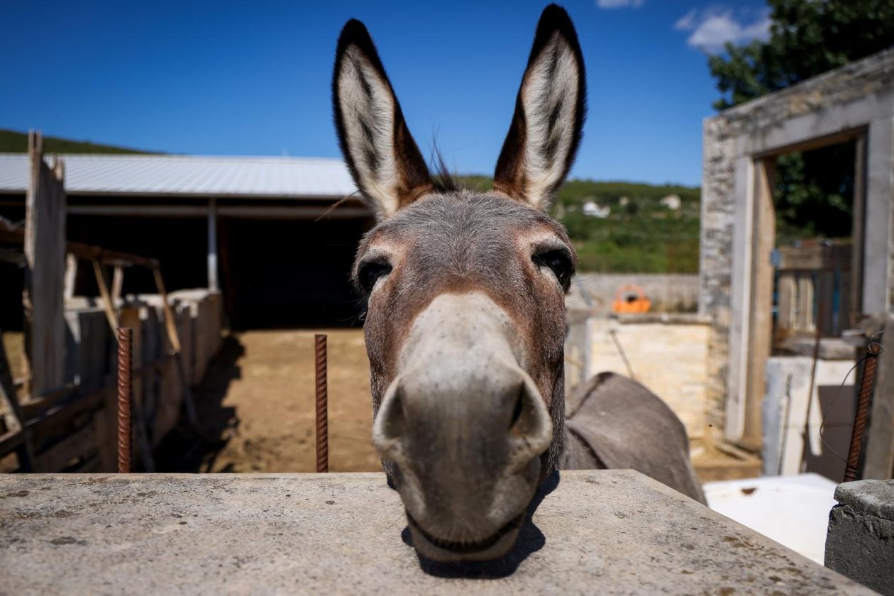 Mlada nada Stipe Šunić iz Rodaljice nedaleko od Benkovca živi za svoj agroturizam “Srce Bukovice”