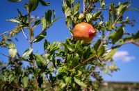 Mlada nada Stipe Šunić iz Rodaljice nedaleko od Benkovca živi za svoj agroturizam “Srce Bukovice”