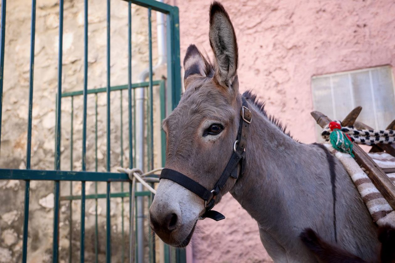 Hrvatska vaterpolo reprezentacija snimila kalendar u Sv. Filip i Jakovu